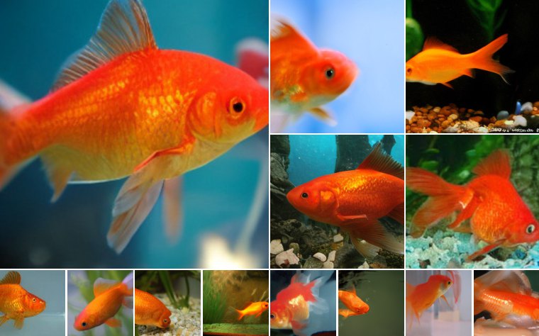 Goldfish (1)