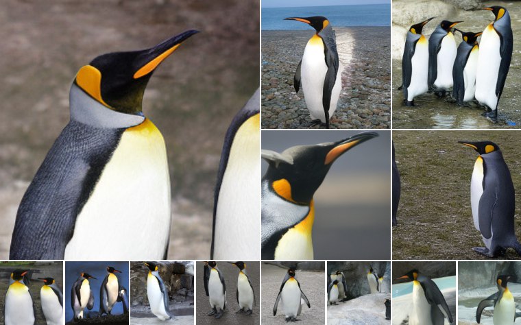 King penguin (145)