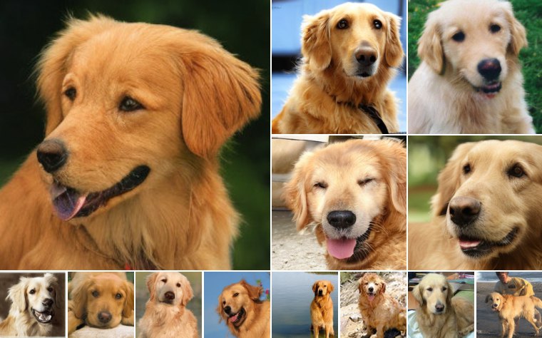 Golden retriever (207)