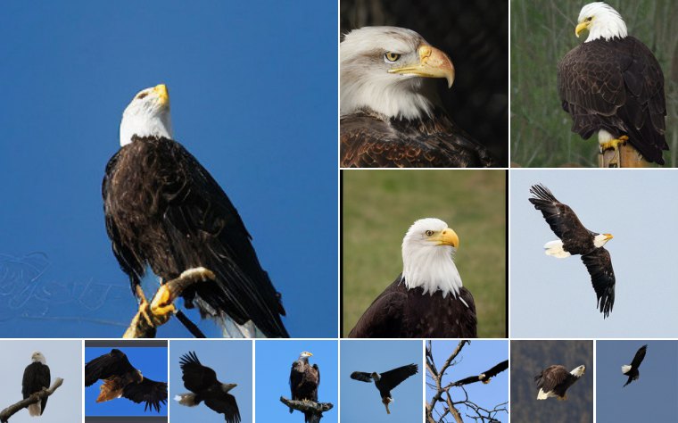 Bald eagle (22)