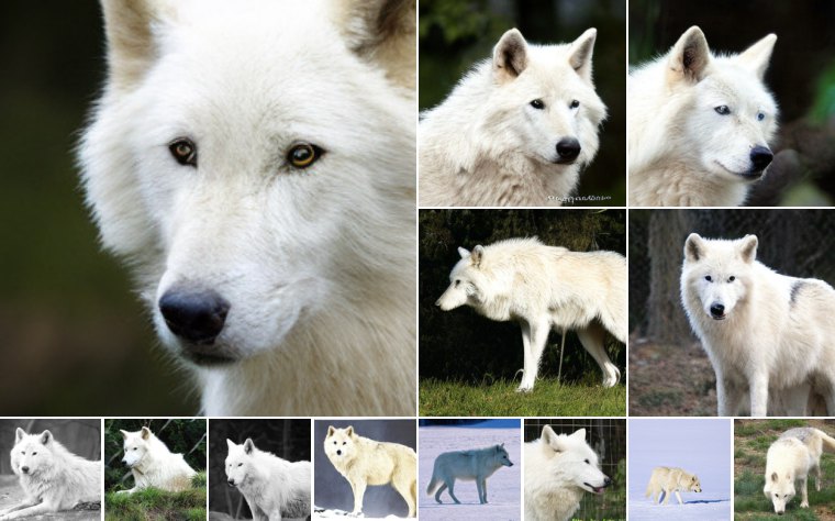 White wolf (270)