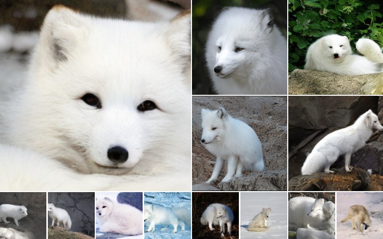Arctic fox (279)