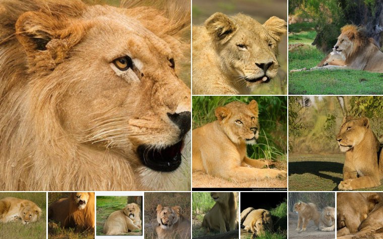 Lion (291)