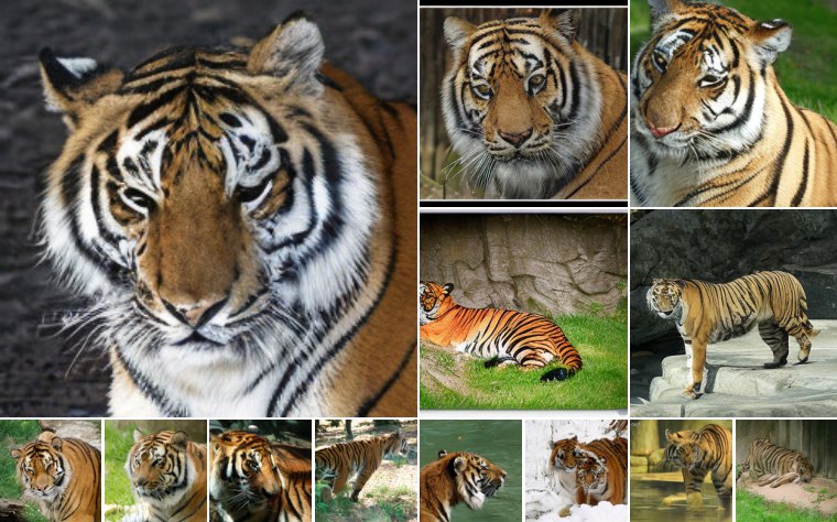 Tiger (292)