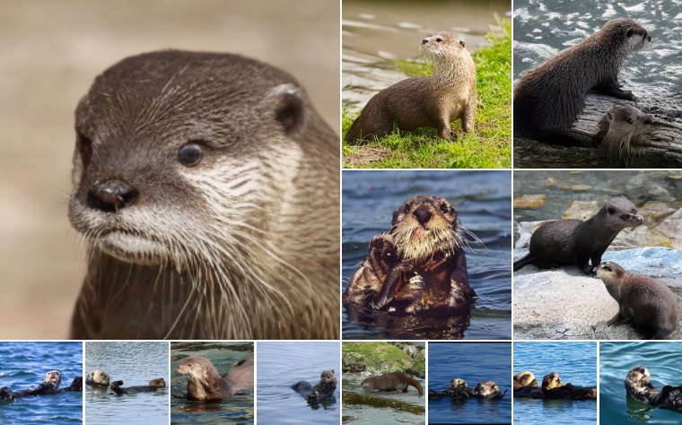 Otter (360)