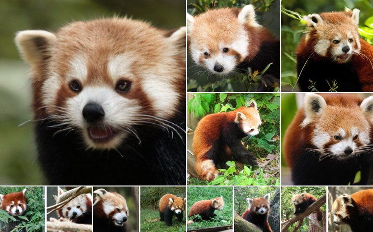 Lesser panda (387)