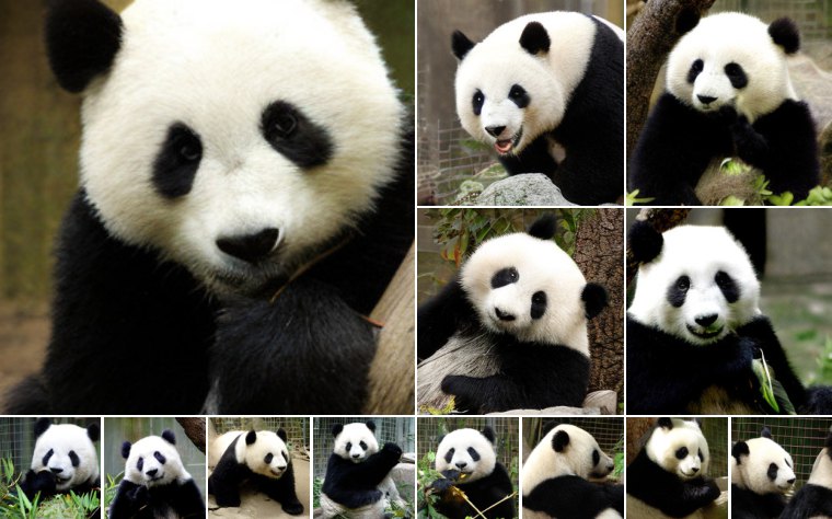 Giant panda (388)