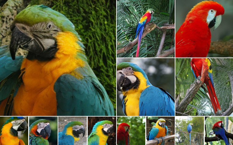 Macaw (88)
