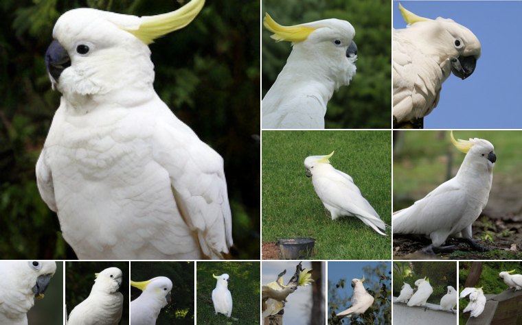 Sulphur-crested cockatoo (89)