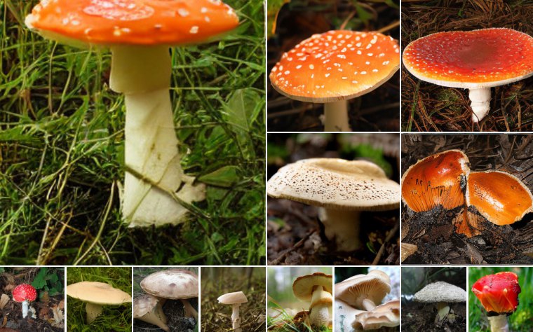 Mushroom (947)
