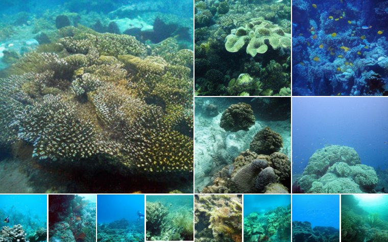 Coral reef (973)