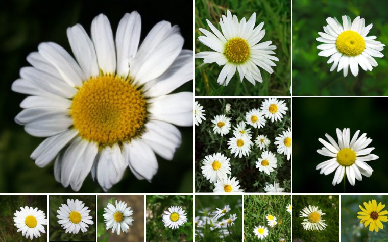 Daisy (985)
